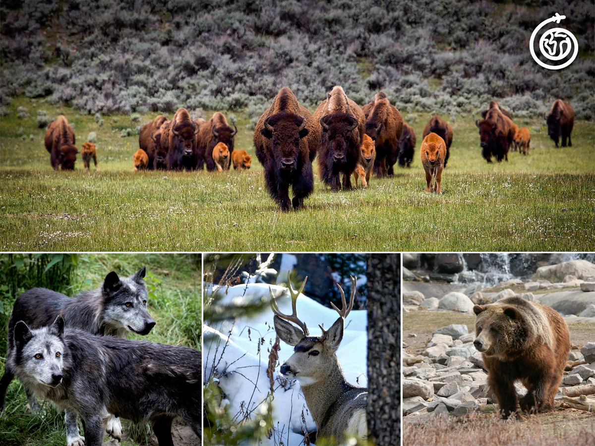 Spring Yellowstone Activities