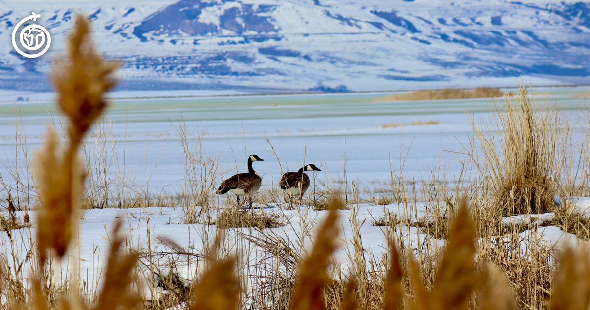 Bear River Migratory Bird Refuge