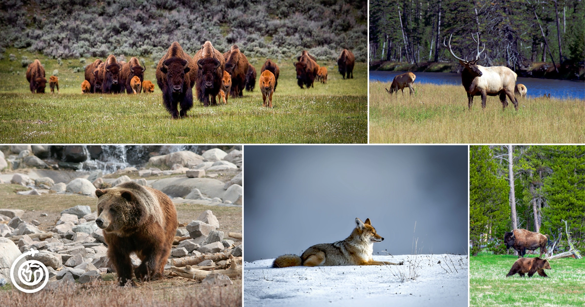 Yellowstone Wildlife: Bison, Coyote, grizzly and elk