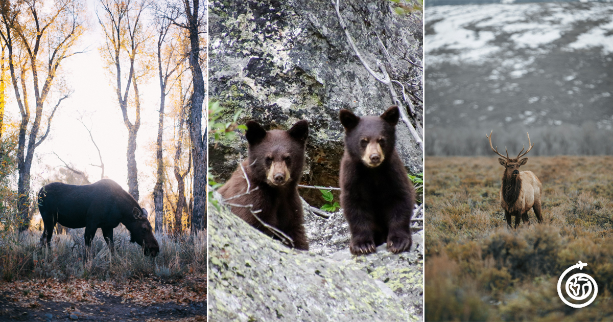 Delta Lake Wyoming Wildlife