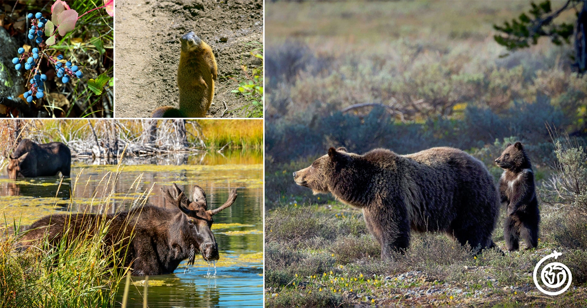 Grand Teton National Park Ecological Diversity