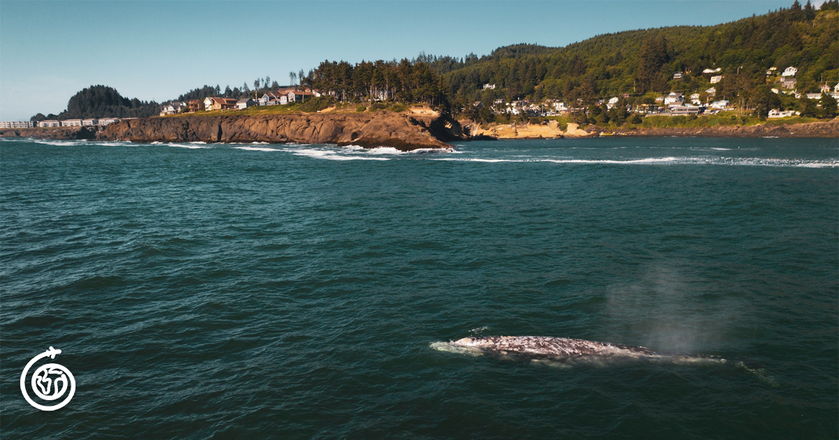 Whale Watching in Oregon